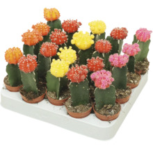 O tavă cu mai mulți cactuși mici, colorați, altoiți, în ghivece de plastic.