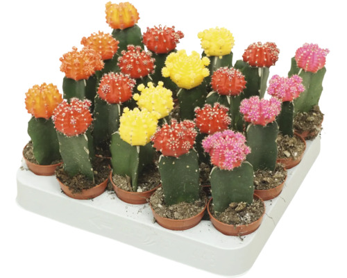 O tavă cu mai mulți cactuși mici, colorați, altoiți, în ghivece de plastic.