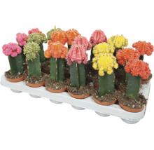 Set de cactusi Gymnocalycium multicolori in ghivece de plastic pe o tava pentru plante.