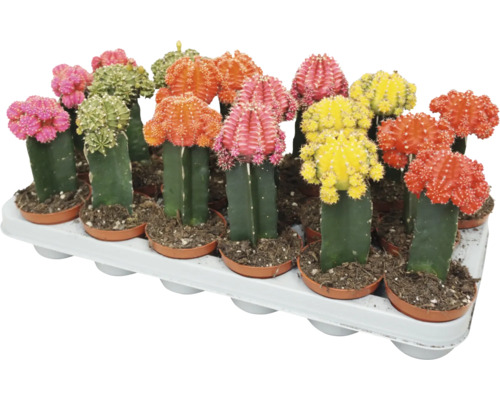 Set de cactusi Gymnocalycium multicolori in ghivece de plastic pe o tava pentru plante.