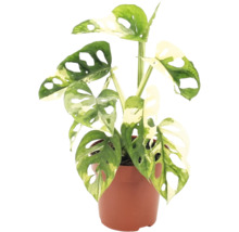 Plantă de apartament Monstera Adansonii Variegata în ghiveci cu frunze perforate