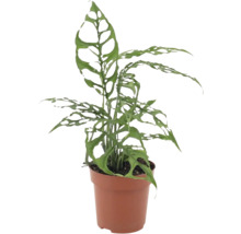Plantă de apartament Monstera obliqua cu frunze perforate caracteristice într-un ghiveci din plastic