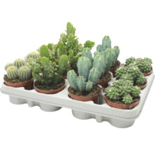 Diferite specii de cactusi intr-o tava de transport din plastic ca set de plante de apartament