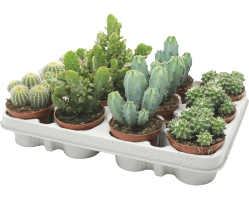 Diferite specii de cactusi intr-o tava de transport din plastic ca set de plante de apartament