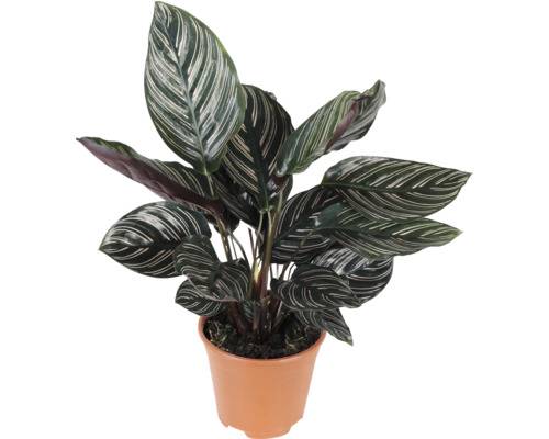 Planta care se roagă FloraSelf Calathea ornata H 45-50 cm ghiveci Ø 14 cm buc