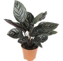 Plantă Calathea Ornata într-un ghiveci de plastic cu frunze ovale dungate