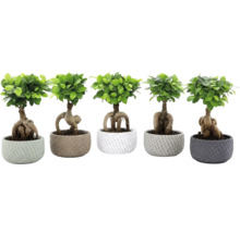Cinci plante Ficus Ginseng tip bonsai în ghivece structurate cu rădăcini vizibile.