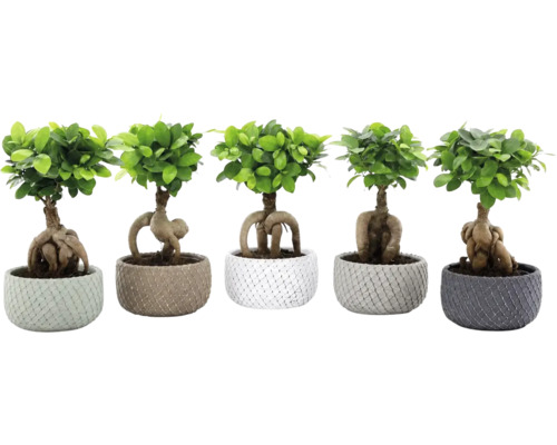 Cinci plante Ficus Ginseng tip bonsai în ghivece structurate cu rădăcini vizibile.