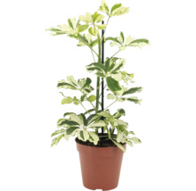 Planta de interior Schefflera arboricola în ghiveci de plastic cu suport