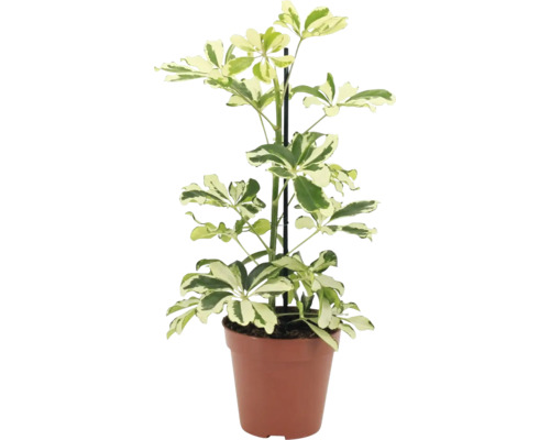 Planta de interior Schefflera arboricola în ghiveci de plastic cu suport