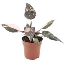 Philodendron Pink Princess într-un ghiveci de plastic ca plantă de apartament cu frunze variegate.