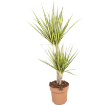 Planta de apartament Dracaena marginata la ghiveci cu frunze lungi ascutite