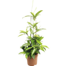 Plantă de apartament Dracaena surculosa Gold Dust într-un ghiveci rotund.
