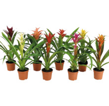 Set de opt bromelii diferite in ghivece de plastic cu frunze verzi si bractee colorate ca plante de apartament decorative.