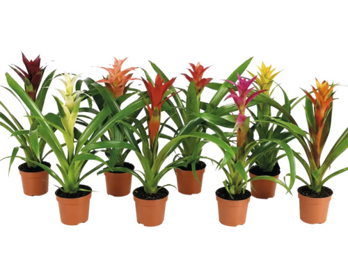 Set de opt bromelii diferite in ghivece de plastic cu frunze verzi si bractee colorate ca plante de apartament decorative.