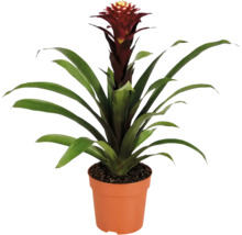 O plantă de apartament Guzmania bromelia într-un ghiveci de plastic cu frunze lungi verzi și inflorescență erectă.