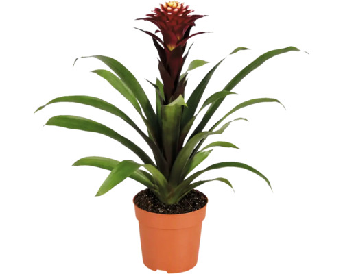 O plantă de apartament Guzmania bromelia într-un ghiveci de plastic cu frunze lungi verzi și inflorescență erectă.