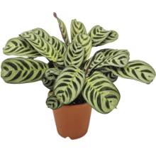 Plantă de apartament Calathea makoyana cu frunze cu model într-un ghiveci