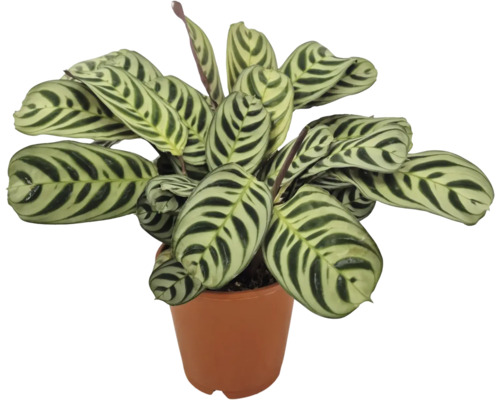 Plantă de apartament Calathea makoyana cu frunze cu model într-un ghiveci