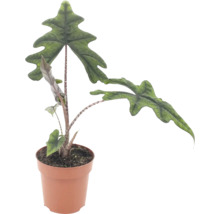 Planta de apartament Alocasia Jacklyn cu frunze distinctive adânc lobate într-un ghiveci din plastic
