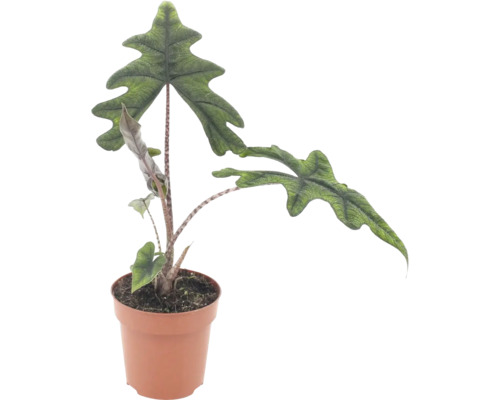 Planta de apartament Alocasia Jacklyn cu frunze distinctive adânc lobate într-un ghiveci din plastic