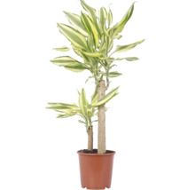 Planta de interior Dracaena Fragans într-un ghiveci din plastic maro