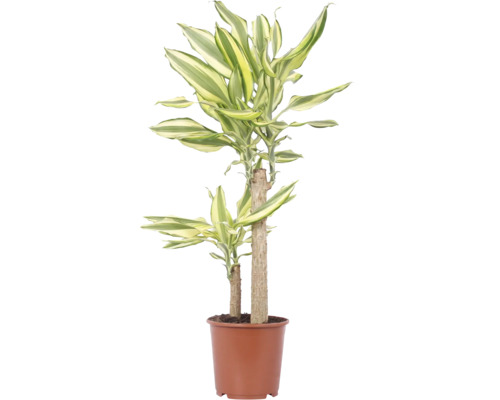 Planta de interior Dracaena Fragans într-un ghiveci din plastic maro