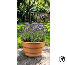 Plantă de lavandă într-un ghiveci rotund de lut pe o terasă într-o grădină. (Image AI modified or generated)