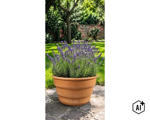 Plantă de lavandă într-un ghiveci rotund de lut pe o terasă într-o grădină. (Image AI modified or generated)