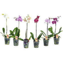 Șase orhidee Phalaenopsis diferite în ghivece de plastic transparente cu tutore pentru plante.