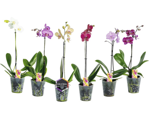 Șase orhidee Phalaenopsis diferite în ghivece de plastic transparente cu tutore pentru plante.