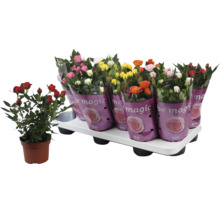 Set cu mai multe plante de trandafiri înflorite în ghivece din plastic și tăviță de transport