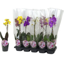 Mai multe orhidee Phalaenopsis în ambalaj de folie transparentă pe un suport de plastic.