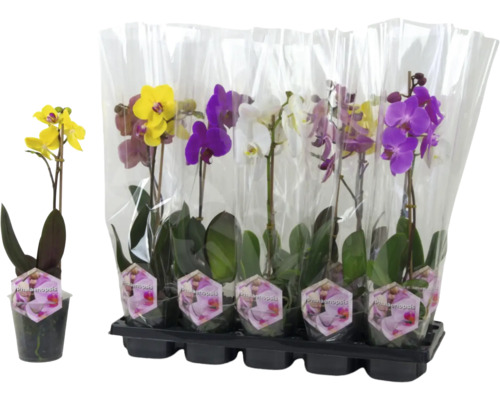 Mai multe orhidee Phalaenopsis în ambalaj de folie transparentă pe un suport de plastic.