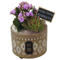 Aranjament de plante de interior cu kalanchoe și suculentă într-un ghiveci ceramic imprimat cu plăcuță decorativă și logo PT Creations