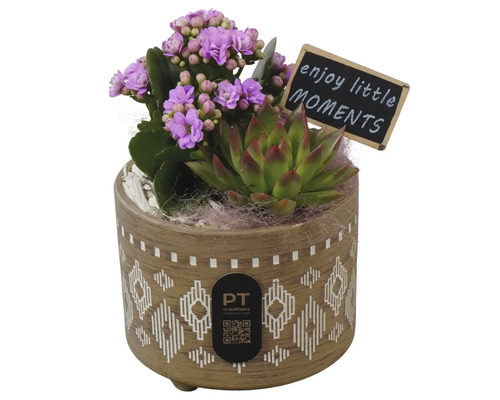 Aranjament de plante de interior cu kalanchoe și suculentă într-un ghiveci ceramic imprimat cu plăcuță decorativă și logo PT Creations