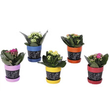 Cinci plante Kalanchoe în ghivece colorate cu farfurioare și imprimeu