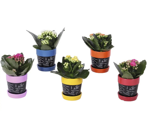 Cinci plante Kalanchoe în ghivece colorate cu farfurioare și imprimeu