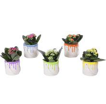 Cinci plante Kalanchoe în ghivece decorative sub formă de găletușe de vopsea cu modele de vopsea care se prelinge.