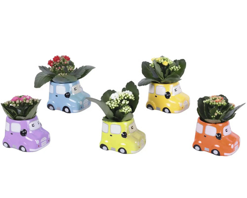 Cinci ghivece din ceramică în formă de mașină cu plante Kalanchoe înflorite în diverse culori