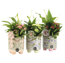 Trei plante de apartament înflorite în ghivece ceramice imprimate cu model floral și piciorușe, marca Esprit Elements.