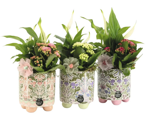 Trei plante de apartament înflorite în ghivece ceramice imprimate cu model floral și piciorușe, marca Esprit Elements.
