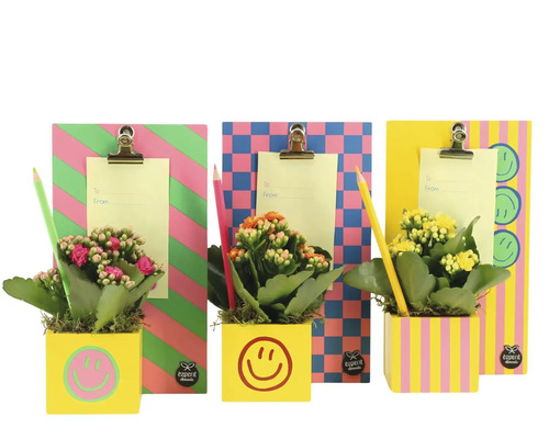 Trei plante Kalanchoe decorative în ghivece din lemn pătrate colorate cu motive smiley, plus agende cu clame, bilețele și creioane.