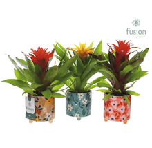 Trei plante Guzmania în ghivece cu model și logo-ul Fusion Colors.