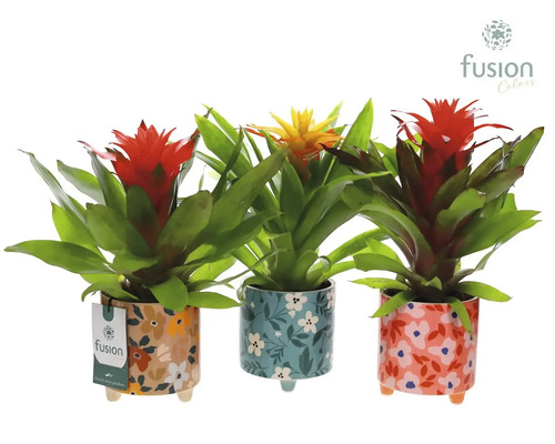 Trei plante Guzmania în ghivece cu model și logo-ul Fusion Colors.
