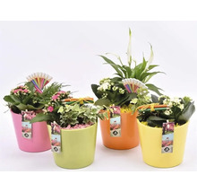 Patru plante de apartament diferite în ghivece colorate, decorate cu etichete și creioane decorative.