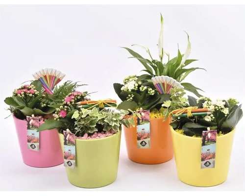 Patru plante de apartament diferite în ghivece colorate, decorate cu etichete și creioane decorative.