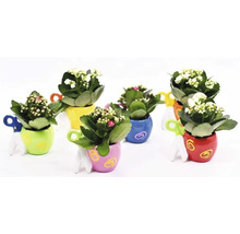 Mai multe plante Kalanchoe înflorite în ghivece ceramice decorative cu mânere integrate în formă de foarfecă.