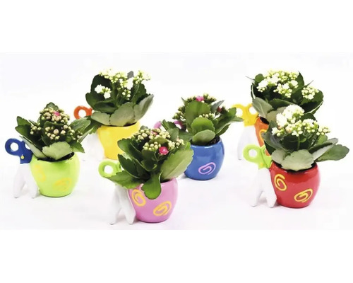 Mai multe plante Kalanchoe înflorite în ghivece ceramice decorative cu mânere integrate în formă de foarfecă.