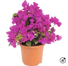 Plantă Bougainvillea cu bractee violete într-un ghiveci din plastic (Image AI modified or generated)